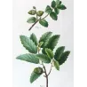 Cork Oak (*Quercus pseudo-coccifera*), (*Quercus pseudo-suber*),Chêne faux-Kermès, Chêne faux-Liège, by Bessa  (c.1801-1819)