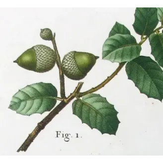 Antique Botanical Print – Pancrace Bessa – Cork Oak
