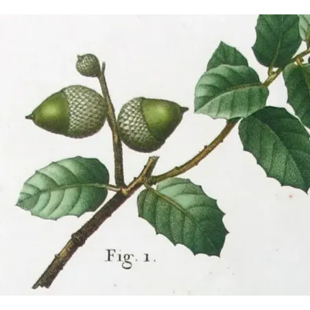 Antique Botanical Print – Pancrace Bessa – Cork Oak