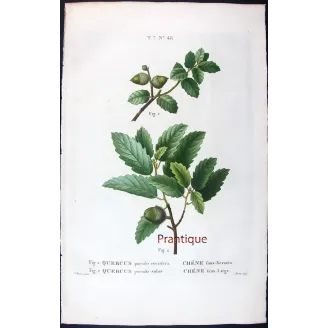 Antique Botanical Print – Pancrace Bessa – Cork Oak
