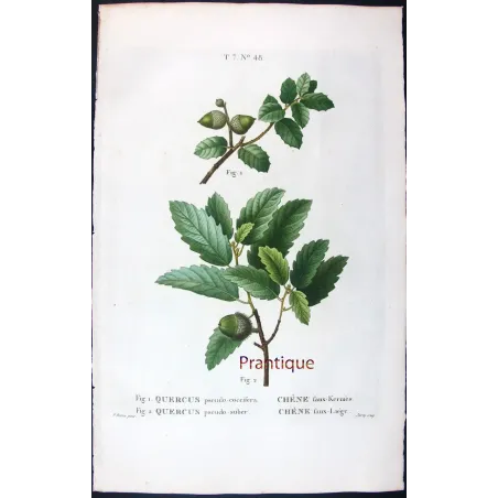 Antique Botanical Print – Pancrace Bessa – Cork Oak