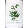 Cork Oak (*Quercus pseudo-coccifera*), (*Quercus pseudo-suber*),Chêne faux-Kermès, Chêne faux-Liège, by Bessa  (c.1801-1819)