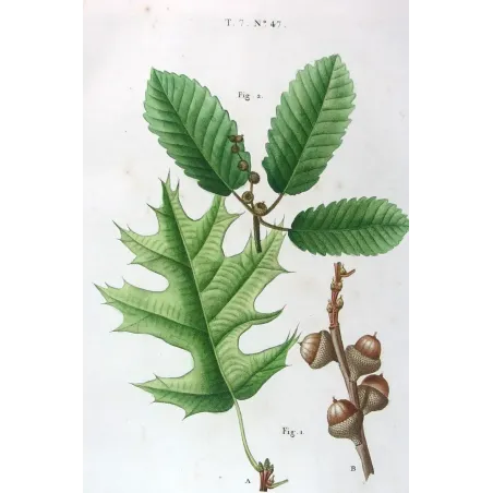 Antique Print by Pancrace Bessa – Black Oak (Quercus tinctoria)