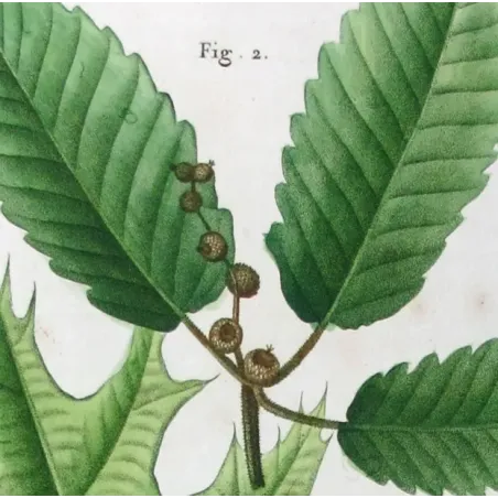 Antique Print by Pancrace Bessa – Black Oak (Quercus tinctoria)