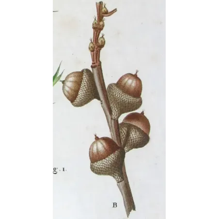 Antique Print by Pancrace Bessa – Black Oak (Quercus tinctoria)