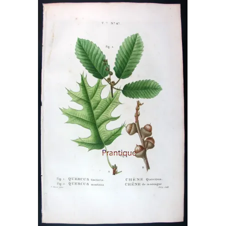 Antique Print by Pancrace Bessa – Black Oak (Quercus tinctoria)