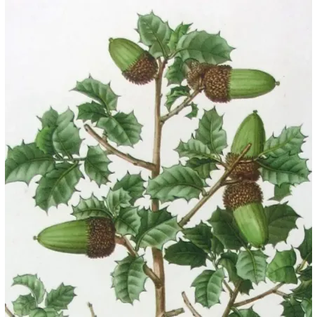 Antique Botanical Print – Pancrace Bessa – Kermes Oak