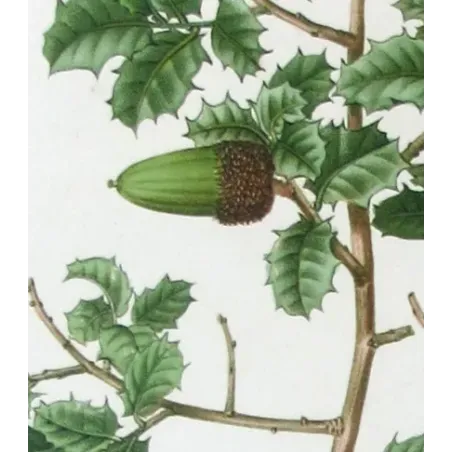 Antique Botanical Print – Pancrace Bessa – Kermes Oak