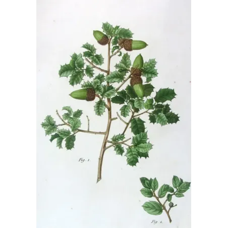 Antique Botanical Print – Pancrace Bessa – Kermes Oak
