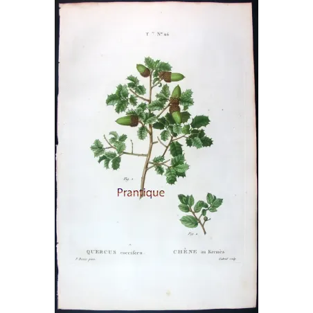 Antique Botanical Print – Pancrace Bessa – Kermes Oak