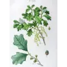 (*Quercus Banisteri*),Chêne de Banister, Antique botanical print by Bessa (c.1801-1819)