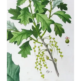 Quercus Banisteri  Hand-colored engraving by Bessa