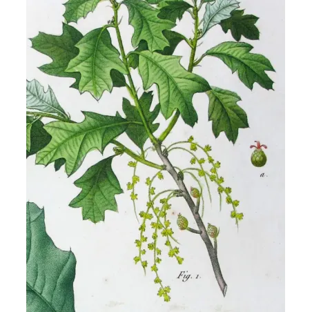 Quercus Banisteri  Hand-colored engraving by Bessa