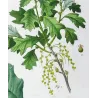 (*Quercus Banisteri*),Chêne de Banister, Antique botanical print by Bessa (c.1801-1819)