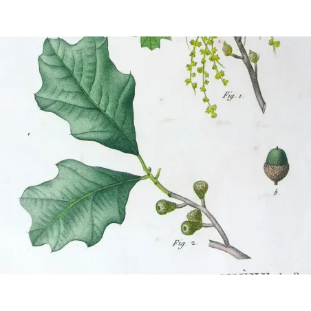 Quercus Banisteri  Hand-colored engraving by Bessa