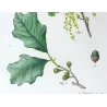 (*Quercus Banisteri*),Chêne de Banister, Antique botanical print by Bessa (c.1801-1819)
