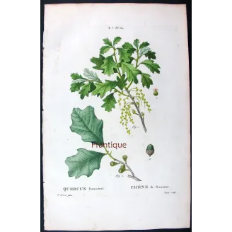 Quercus Banisteri  Hand-colored engraving by Bessa