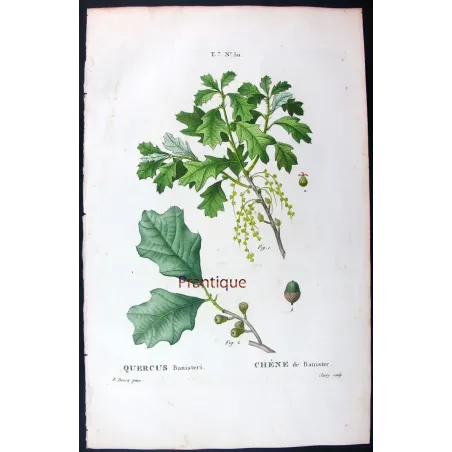 Quercus Banisteri  Hand-colored engraving by Bessa