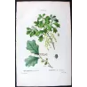 (*Quercus Banisteri*),Chêne de Banister, Antique botanical print by Bessa (c.1801-1819)