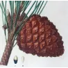 (*Pinus Pinea*), Pin Pignier, Antique botanical print by Bessa (c.1801-1819)