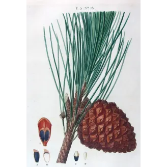 Antique Print by Pancrace Bessa –  (Pinus Pinea)