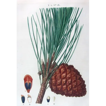 Antique Print by Pancrace Bessa –  (Pinus Pinea)