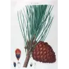 (*Pinus Pinea*), Pin Pignier, Antique botanical print by Bessa (c.1801-1819)