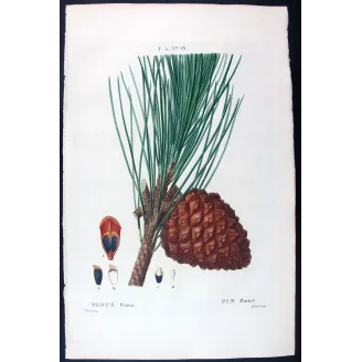 Antique Print by Pancrace Bessa –  (Pinus Pinea)