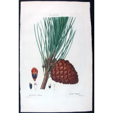 Antique Print by Pancrace Bessa –  (Pinus Pinea)
