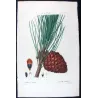 (*Pinus Pinea*), Pin Pignier, Antique botanical print by Bessa (c.1801-1819)