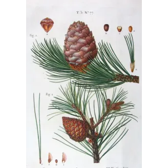 Antique Print by Pancrace Bessa – Swiss Pine (Pinus Cembra)