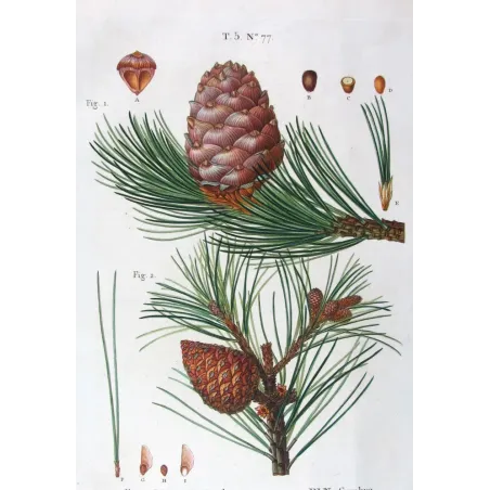 Antique Print by Pancrace Bessa – Swiss Pine (Pinus Cembra)