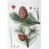 Swiss Pine (*Pinus Cembra*), (*Pinus resinosa*)Pin Cembro, Pin résineux, Antique botanical print by Bessa  (c.1801-1819)
