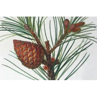 Antique Print by Pancrace Bessa – Swiss Pine (Pinus Cembra)