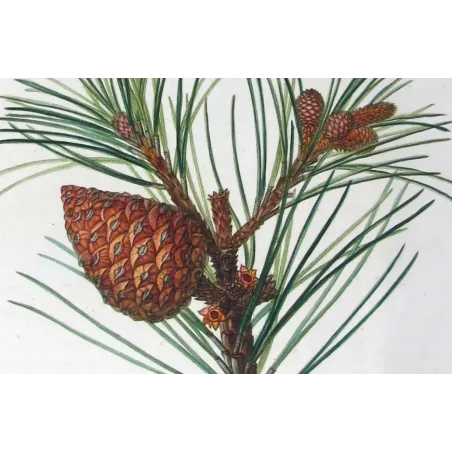 Antique Print by Pancrace Bessa – Swiss Pine (Pinus Cembra)