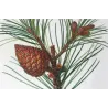 Swiss Pine (*Pinus Cembra*), (*Pinus resinosa*)Pin Cembro, Pin résineux, Antique botanical print by Bessa  (c.1801-1819)