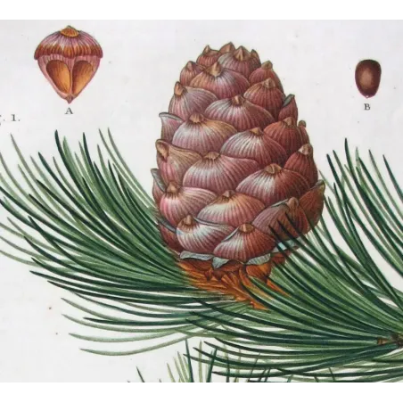 Antique Print by Pancrace Bessa – Swiss Pine (Pinus Cembra)