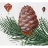 Swiss Pine (*Pinus Cembra*), (*Pinus resinosa*)Pin Cembro, Pin résineux, Antique botanical print by Bessa  (c.1801-1819)
