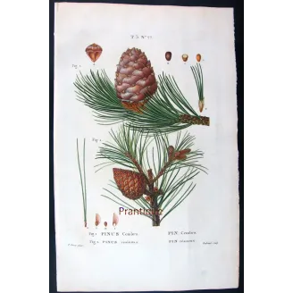Antique Print by Pancrace Bessa – Swiss Pine (Pinus Cembra)