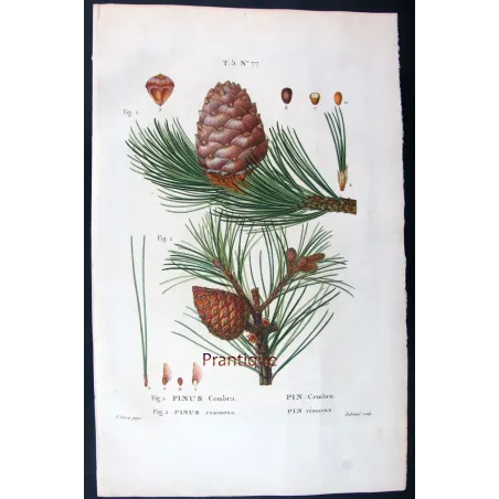 Antique Print by Pancrace Bessa – Swiss Pine (Pinus Cembra)