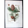 Swiss Pine (*Pinus Cembra*), (*Pinus resinosa*)Pin Cembro, Pin résineux, Antique botanical print by Bessa  (c.1801-1819)