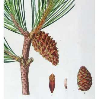 Antique Print by Pancrace Bessa – Dwarf Mountain Pine (Pinus Mugho)