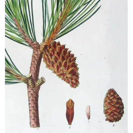 Antique Print by Pancrace Bessa – Dwarf Mountain Pine (Pinus Mugho)