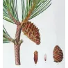 Dwarf Mountain Pine (*Pinus Mugho*), Pin Mugho, Antique botanical print by Bessa  (c.1801-1819)