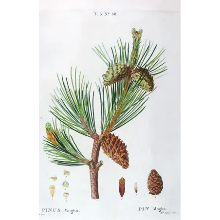 Antique Print by Pancrace Bessa – Dwarf Mountain Pine (Pinus Mugho)