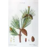Dwarf Mountain Pine (*Pinus Mugho*), Pin Mugho, Antique botanical print by Bessa  (c.1801-1819)