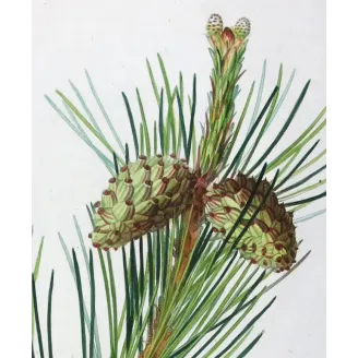Antique Print by Pancrace Bessa – Dwarf Mountain Pine (Pinus Mugho)