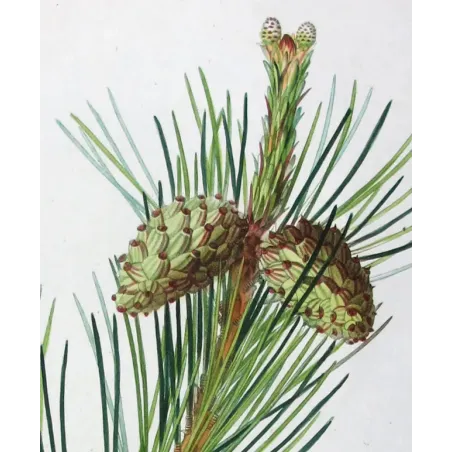 Antique Print by Pancrace Bessa – Dwarf Mountain Pine (Pinus Mugho)