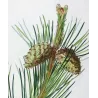 Dwarf Mountain Pine (*Pinus Mugho*), Pin Mugho, Antique botanical print by Bessa  (c.1801-1819)