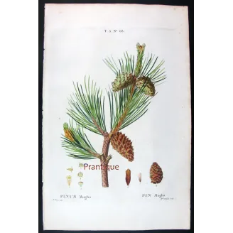 Antique Print by Pancrace Bessa – Dwarf Mountain Pine (Pinus Mugho)